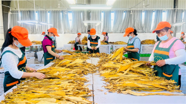 烟叶分级灯箱:提高烟叶分级效率和准确性的关键工具