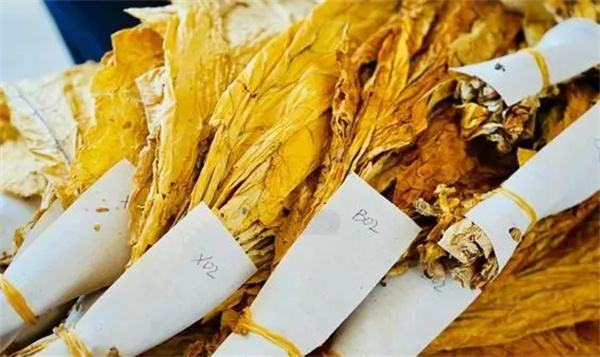 烟叶分级灯箱:提高烟叶分级效率和准确性的关键工具2