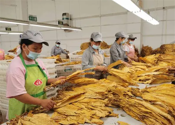 什么是烟叶分级灯箱?烟叶分级灯箱标准规范